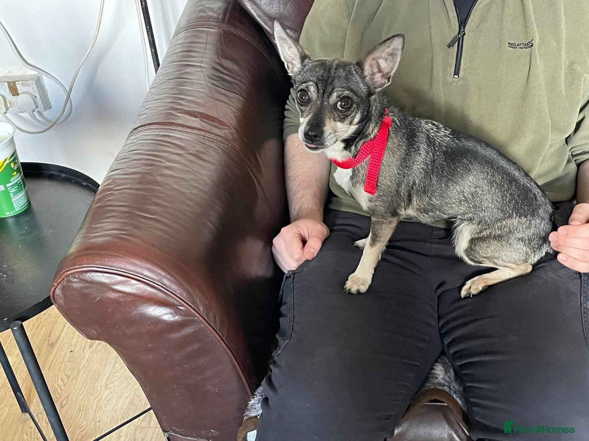 Bella - Hingham Norfolk photo 5