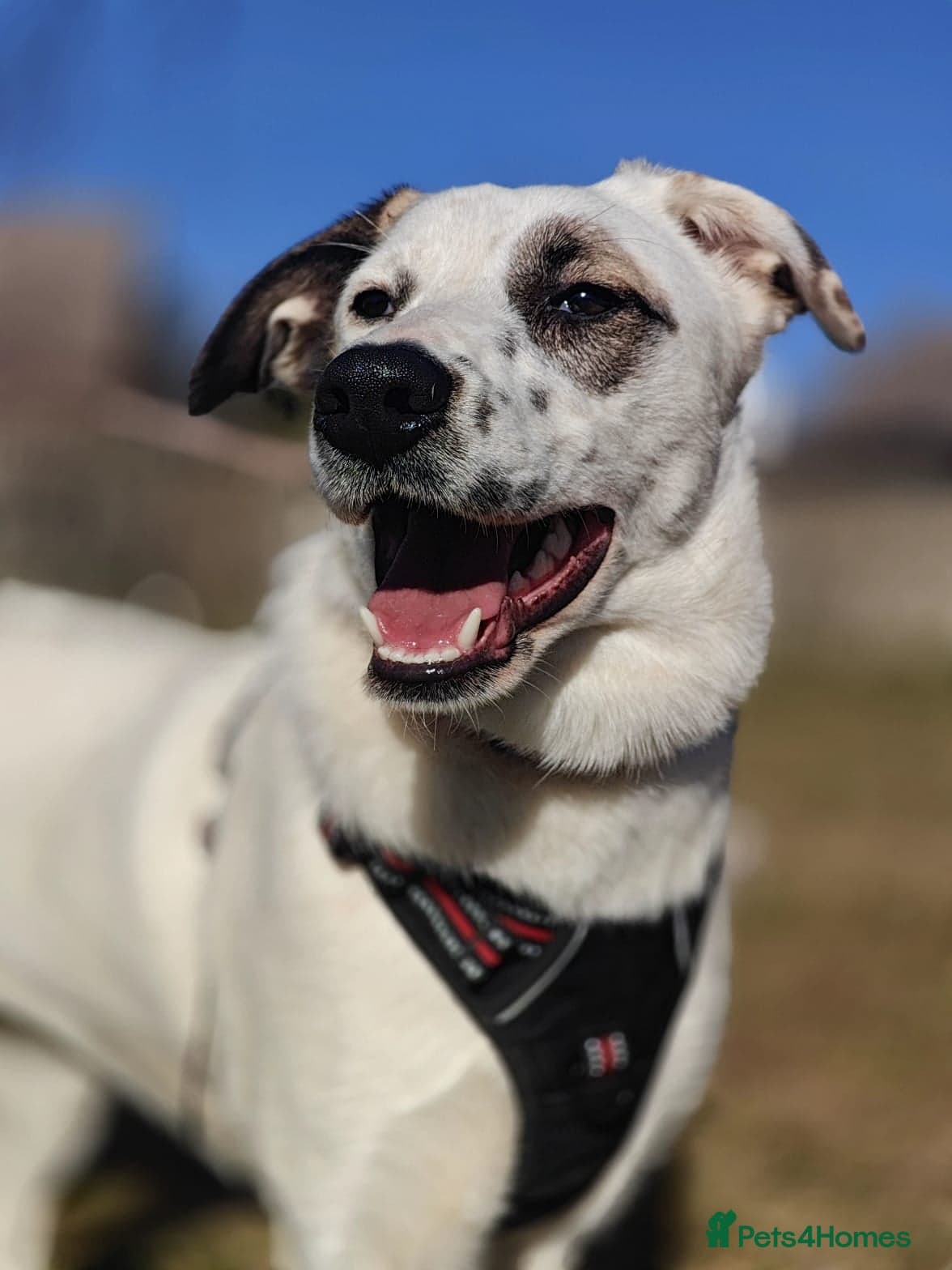 ️PLIAMKA❤️9-month-old loving and playful girl photo 2