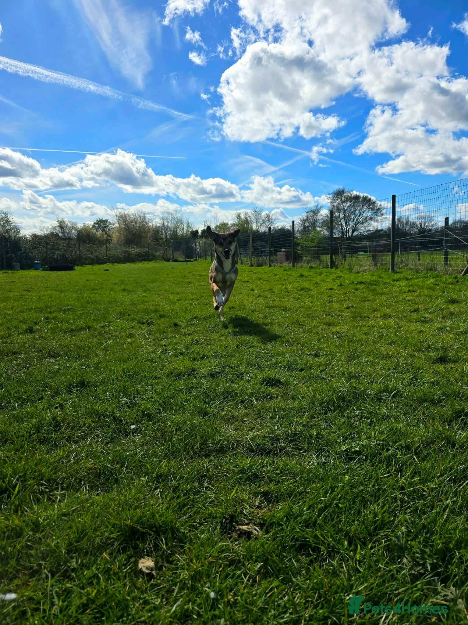 Little Nellie photo 6