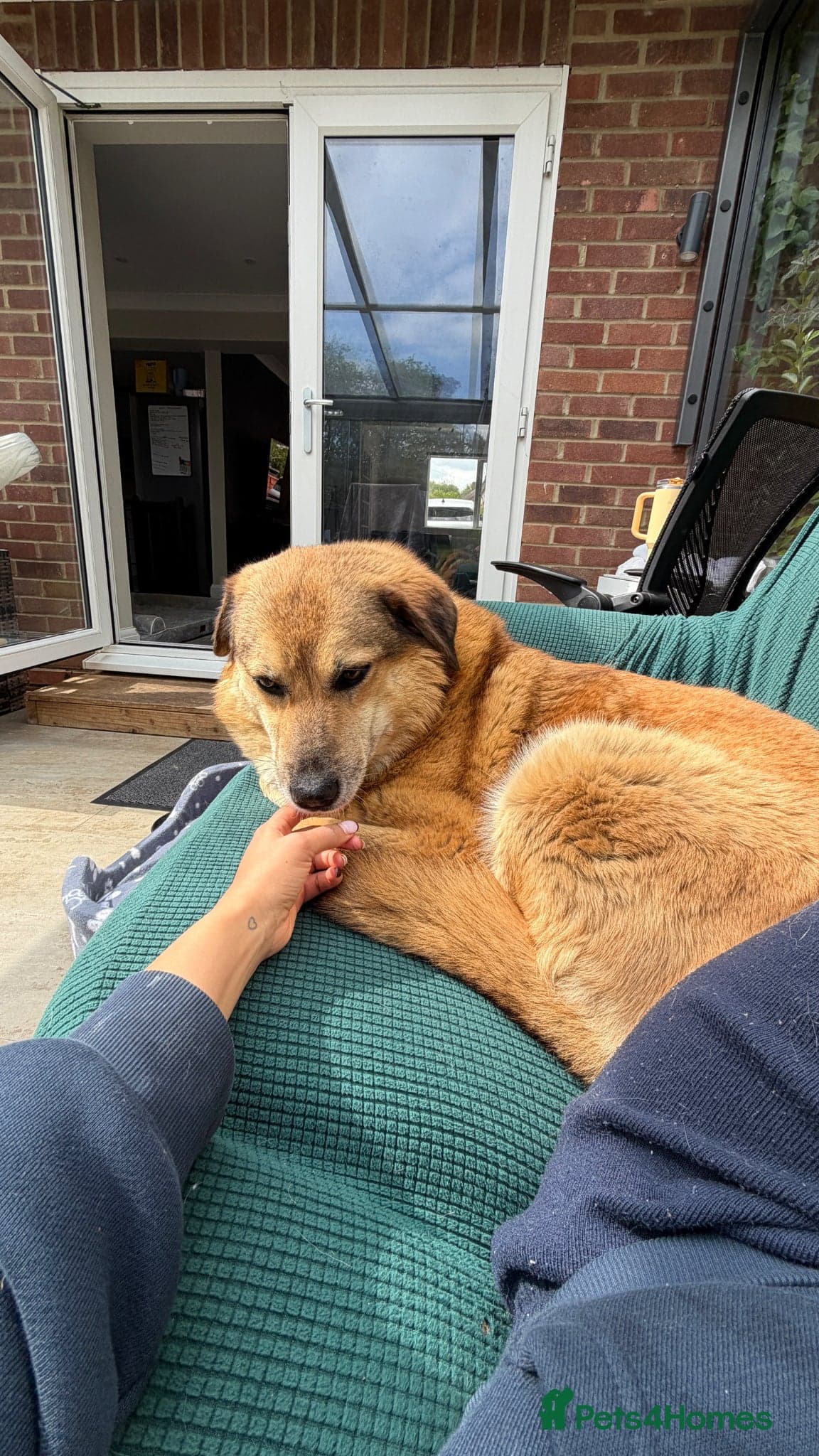 Sweet Muffin photo 6