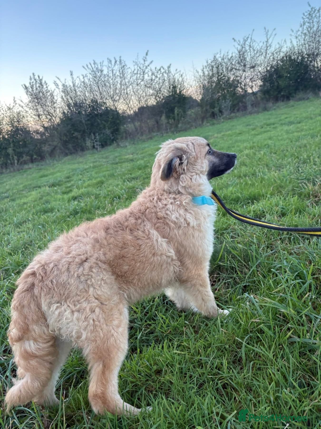 Finn - Norwich Norfolk photo 11