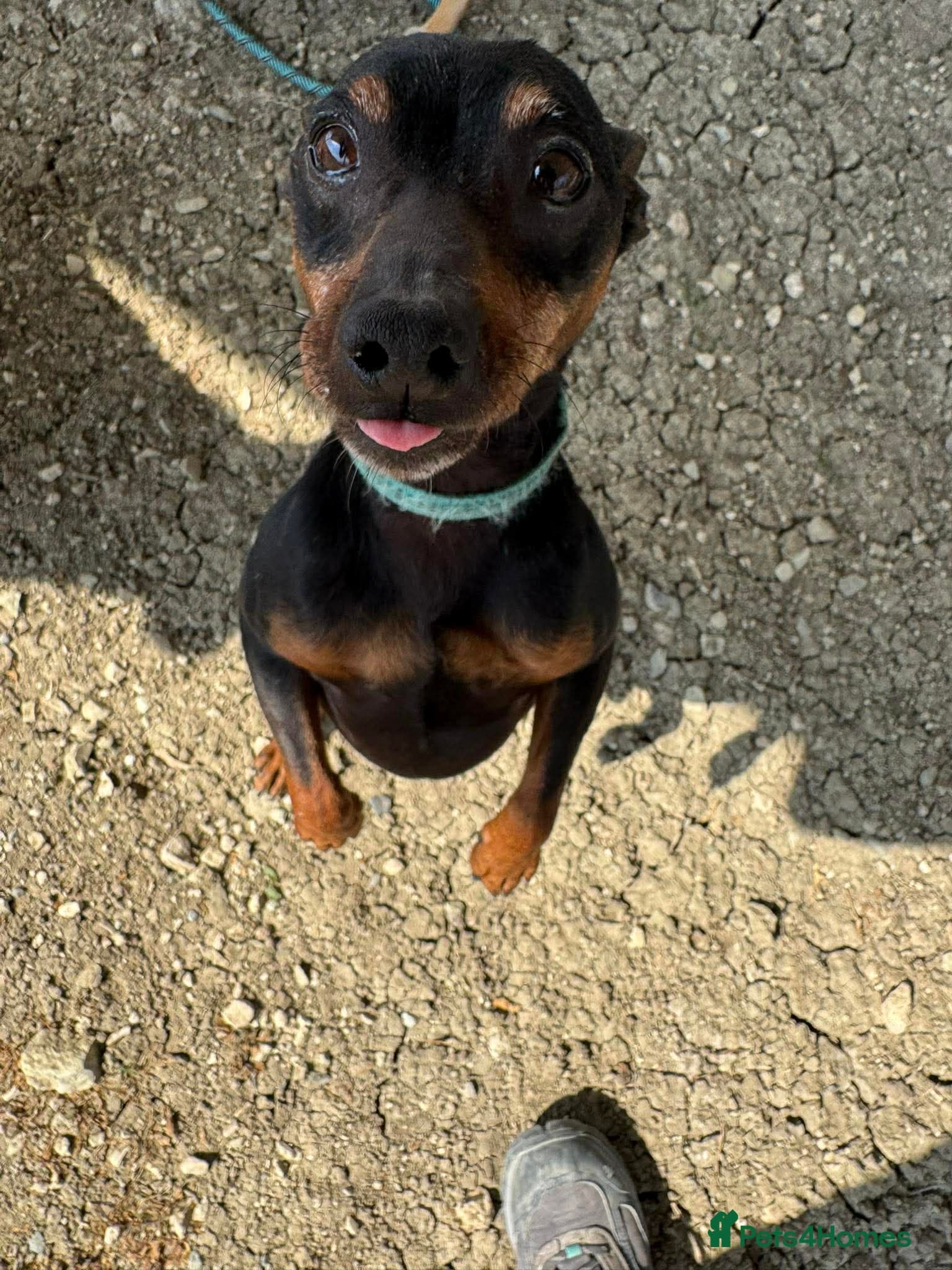 Benetton, a cuddlebug photo 3