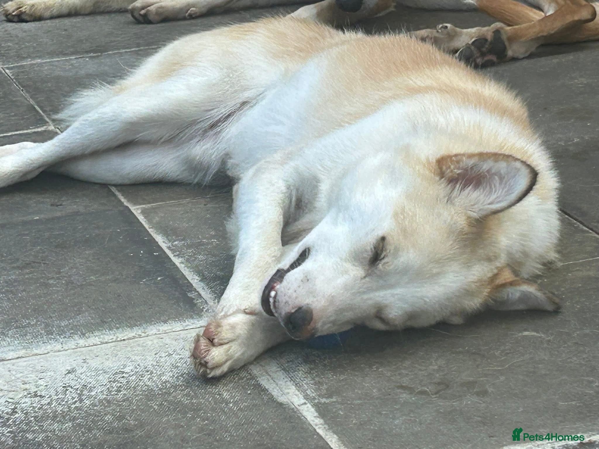 Song - Norwich Norfolk photo 8