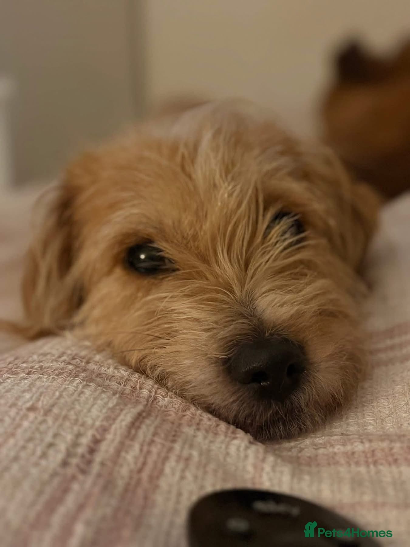 Yara - Norwich Norfolk photo 5