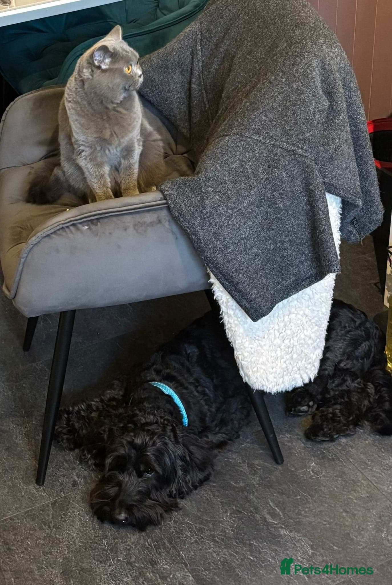 FOSTER or ADOPT💙JACK💙- 4.5-year-old Cockapoo boy photo 11