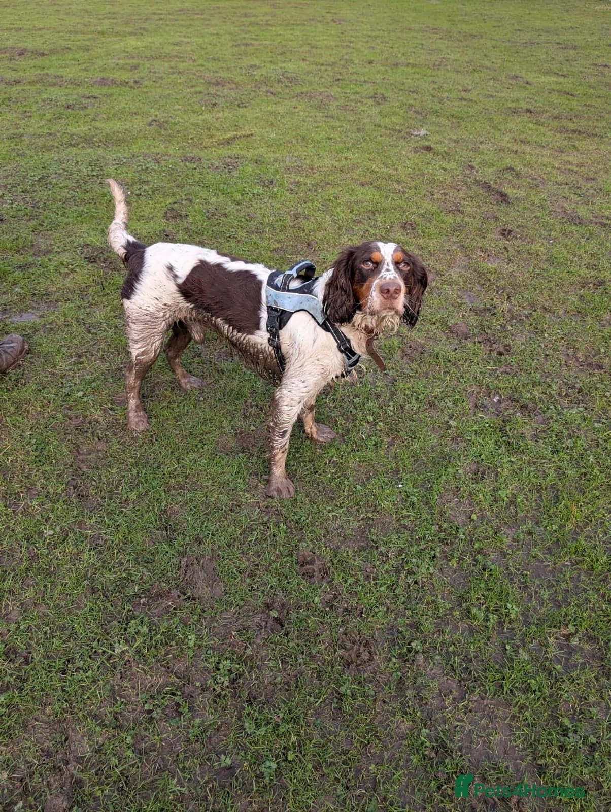 Tommy💙all heart, all energy, photo 10