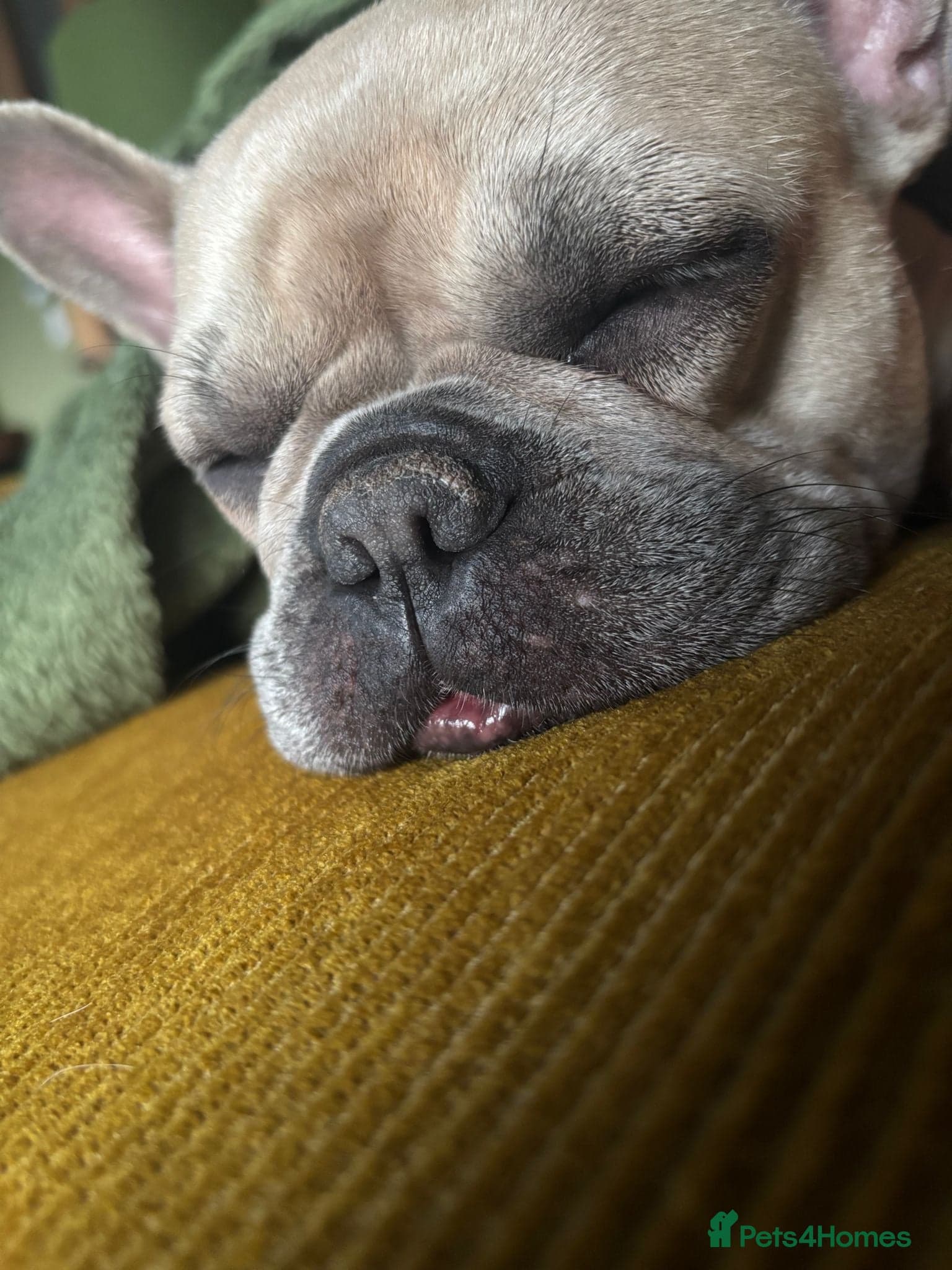 Female French bulldog photo 5