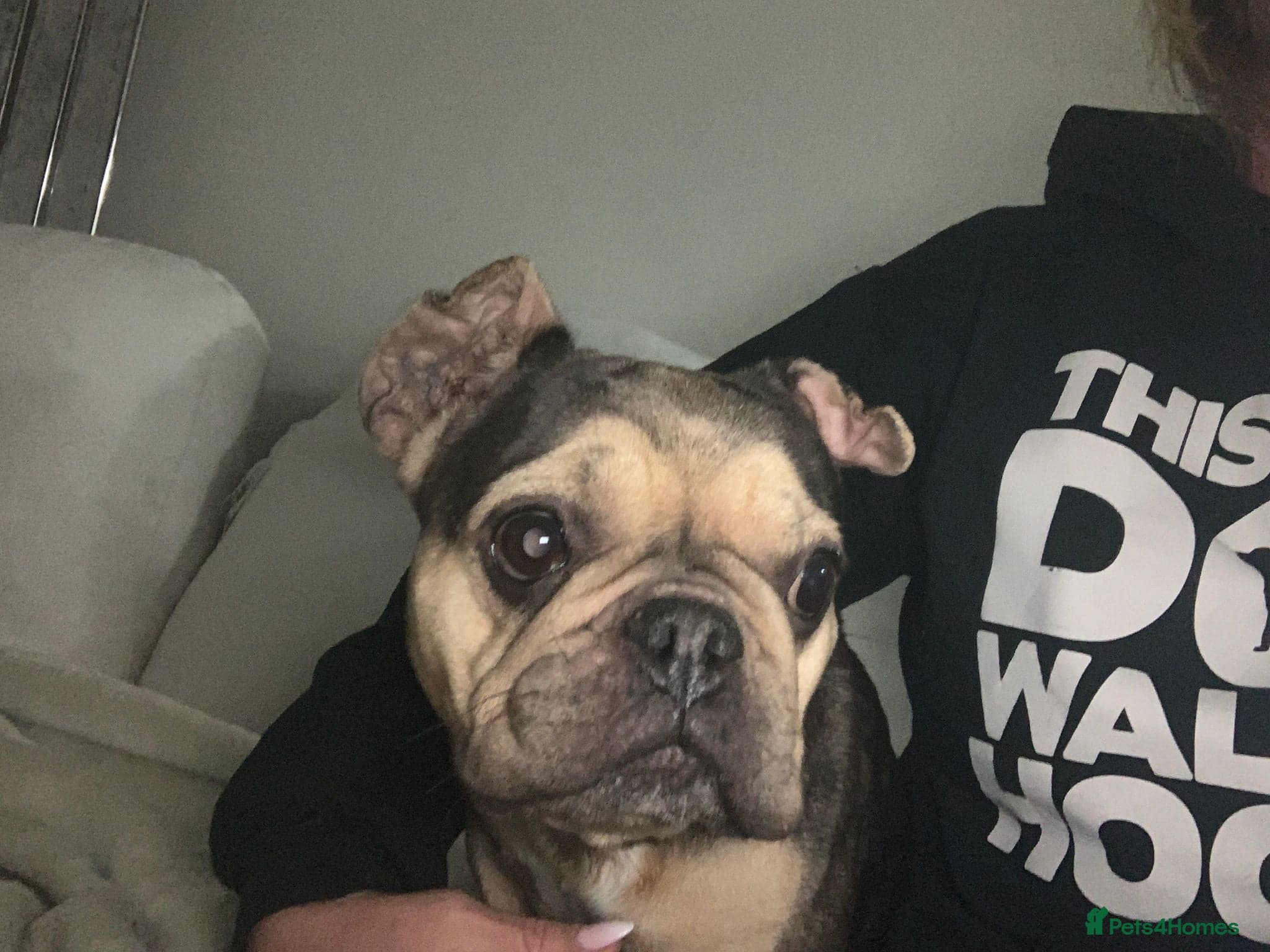 French bulldog female — French Bull