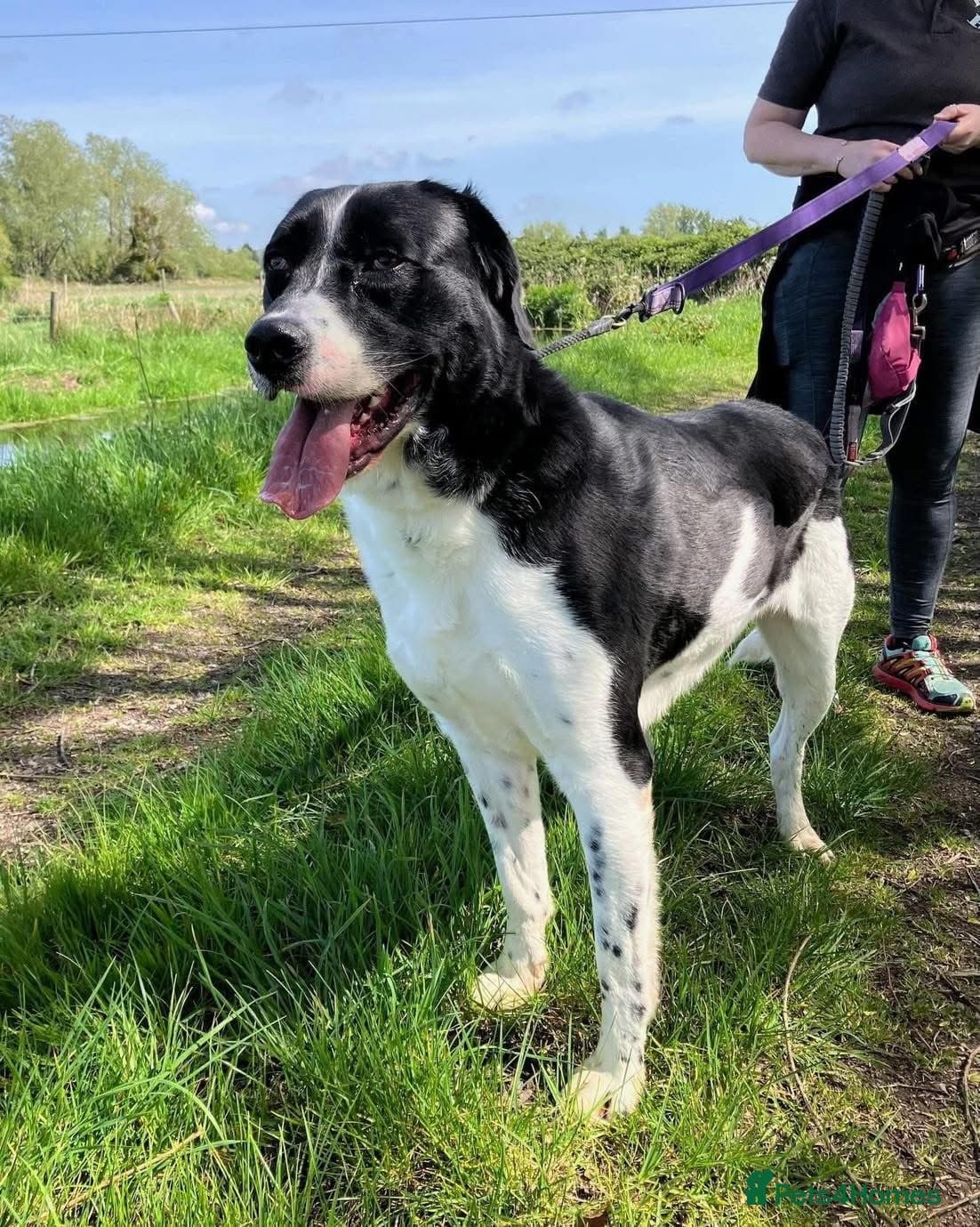 Caleb - our gentle giant💙 photo 9