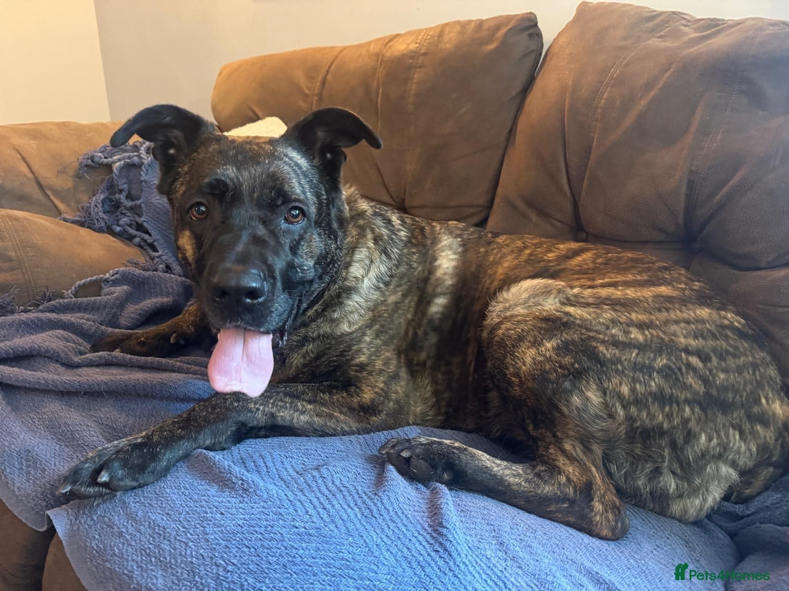 Roxy ready — Mixed Breed