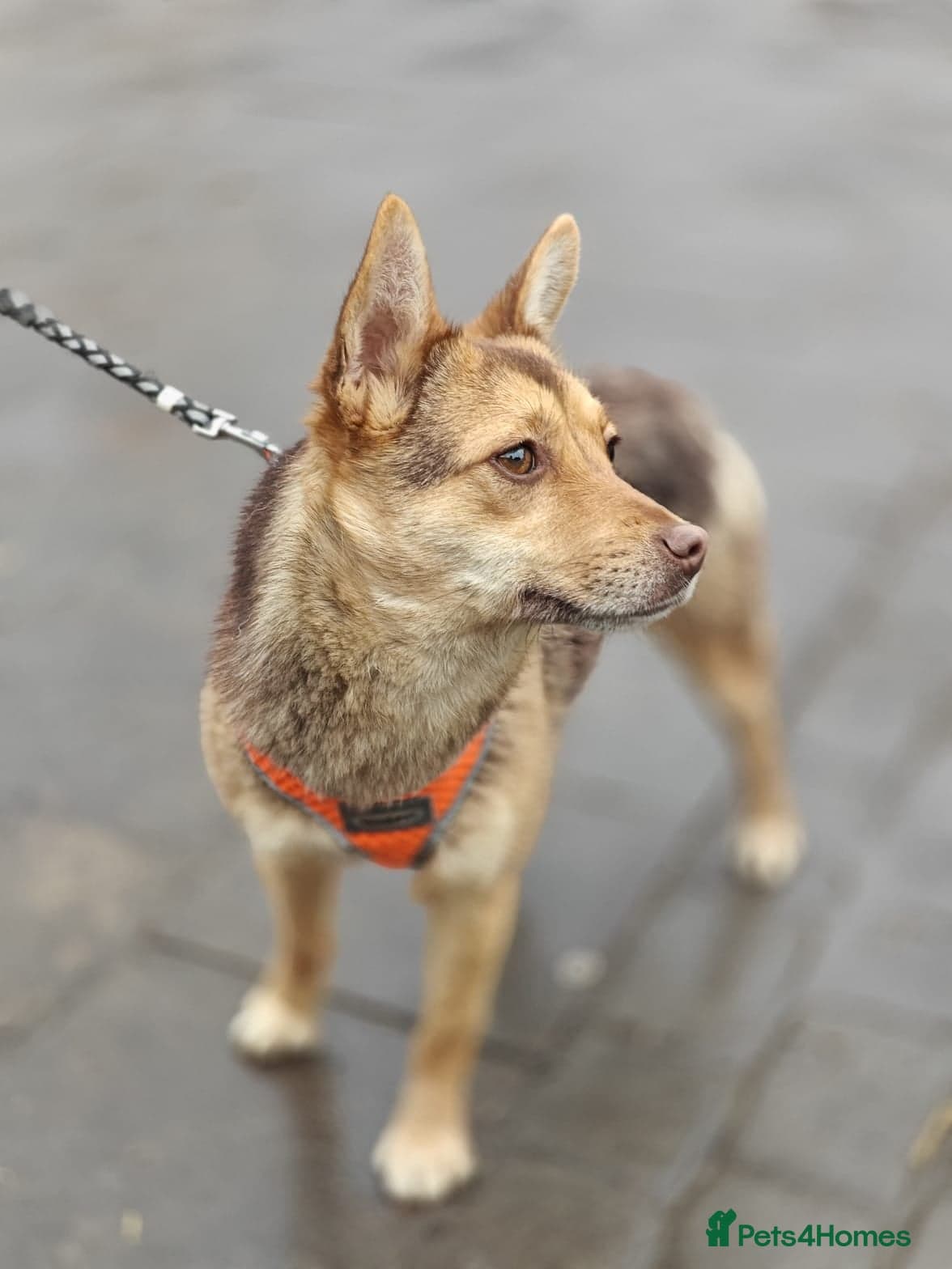 ️🐶 rudya photo 3