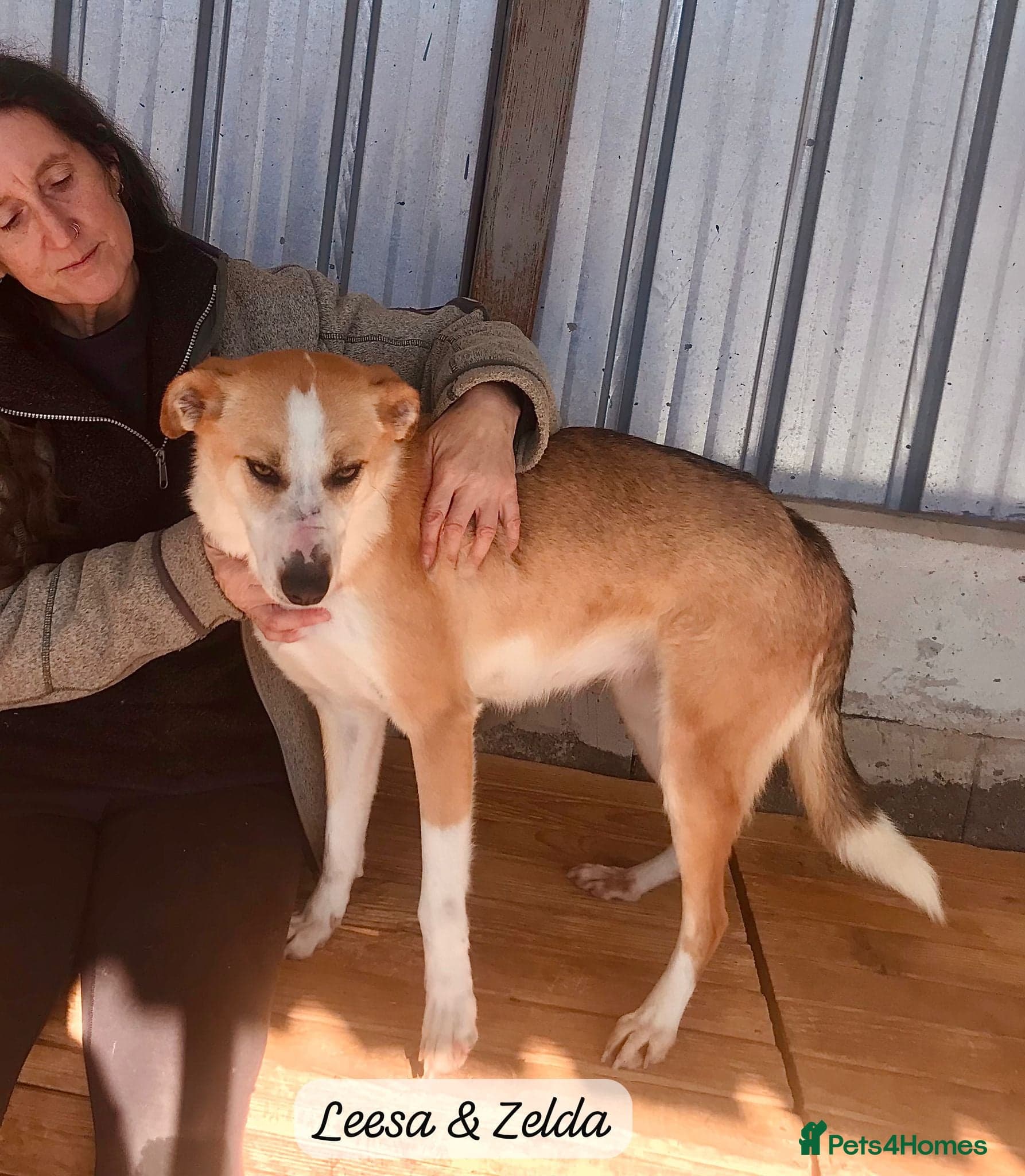 Zelda, 3 yrs old approx. photo 17