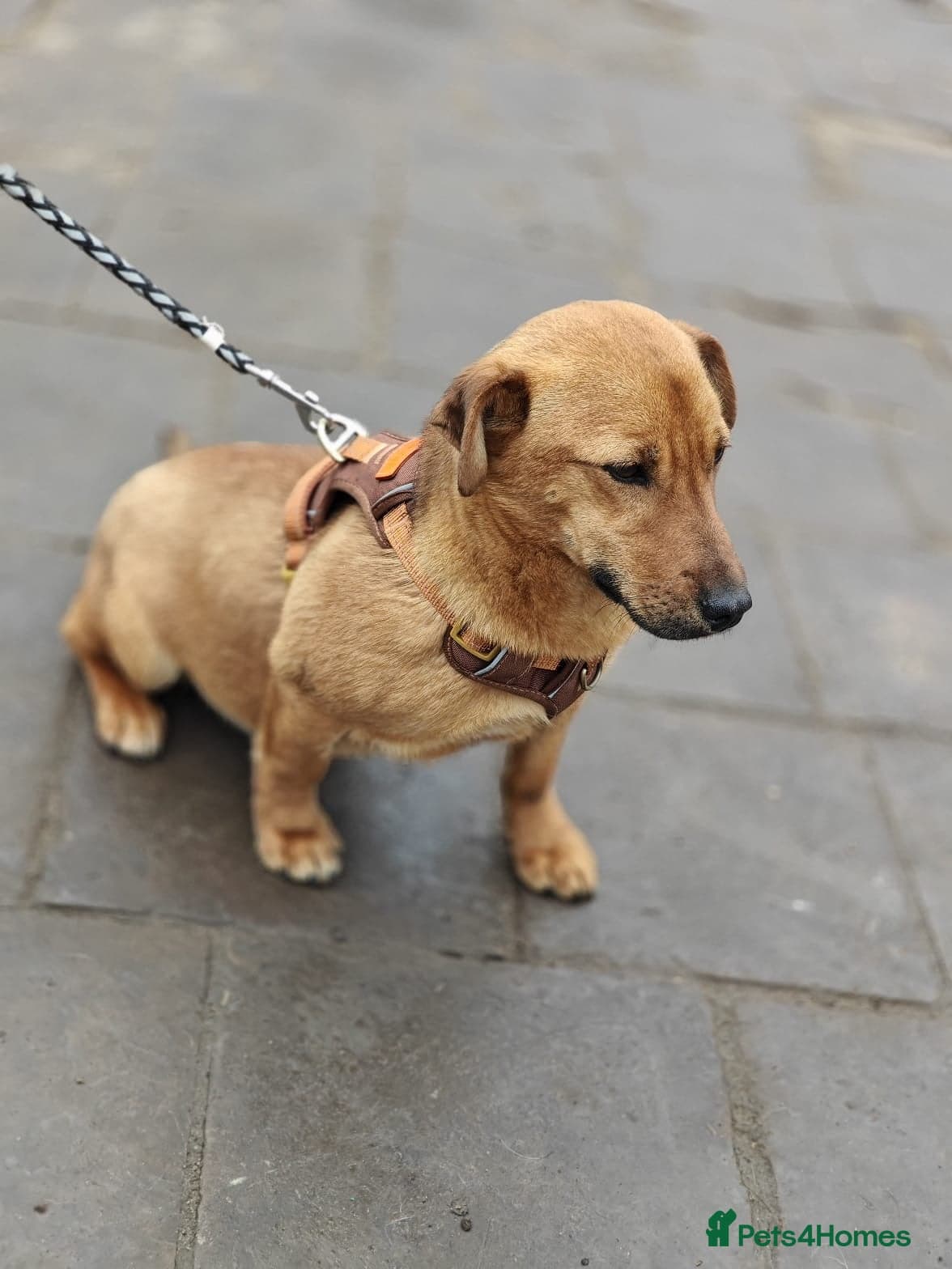 Lolik — Mixed Breed