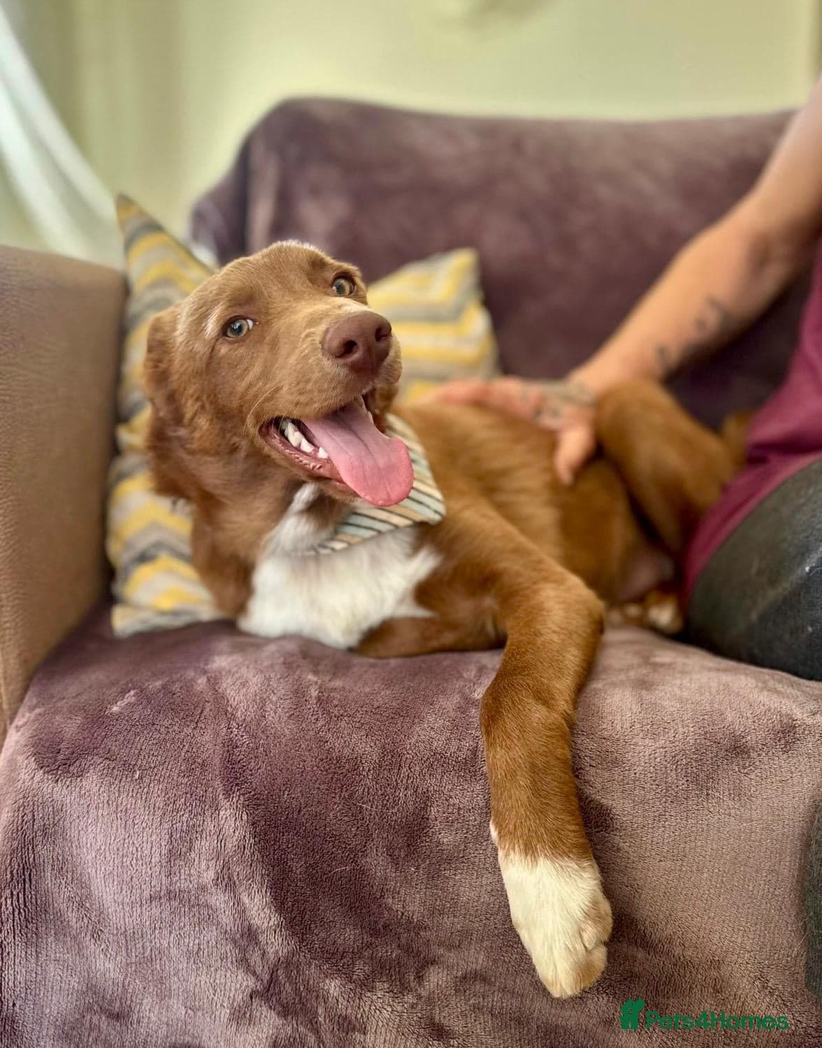 Mocha - everyone loves this lad photo 13