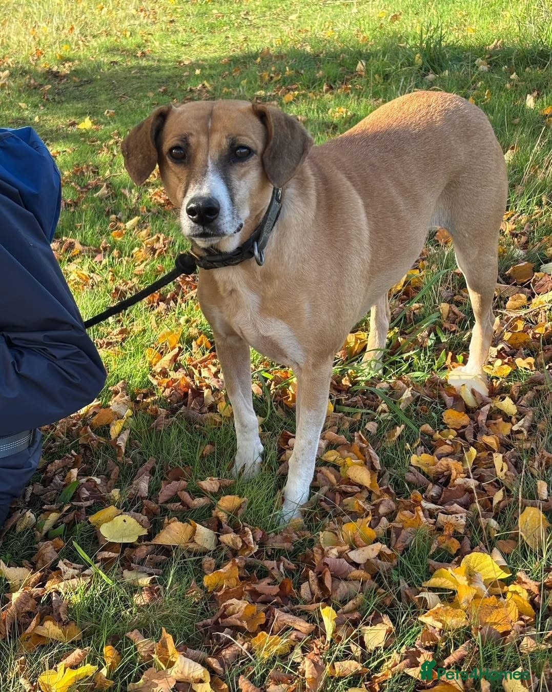 Shandy, a real sweetheart 🧡 photo 7