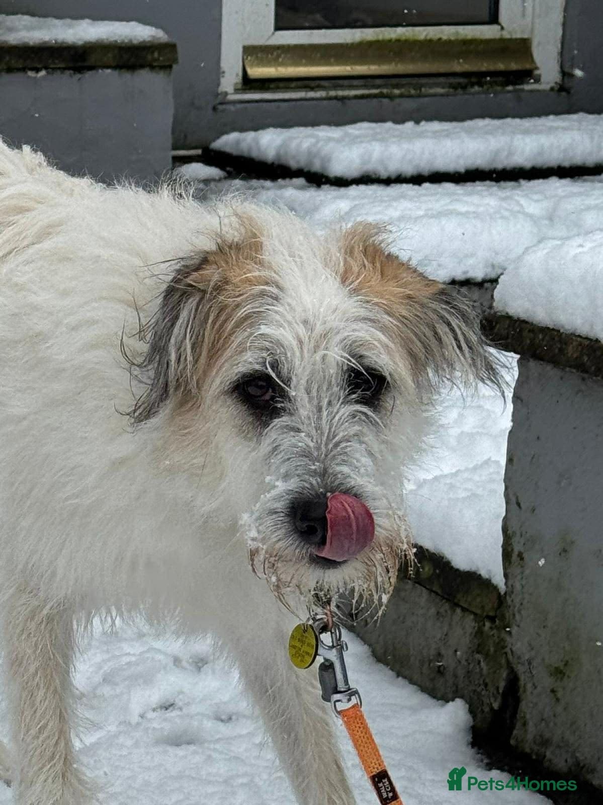 KALLIE- 18 months, loves dogs/playful/active/rural photo 15