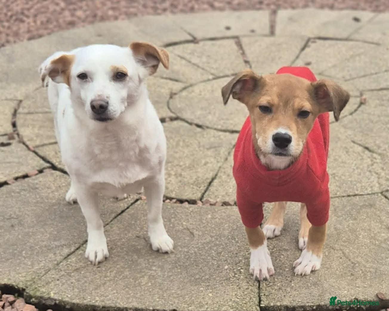 Lottie - In Ayr photo 6