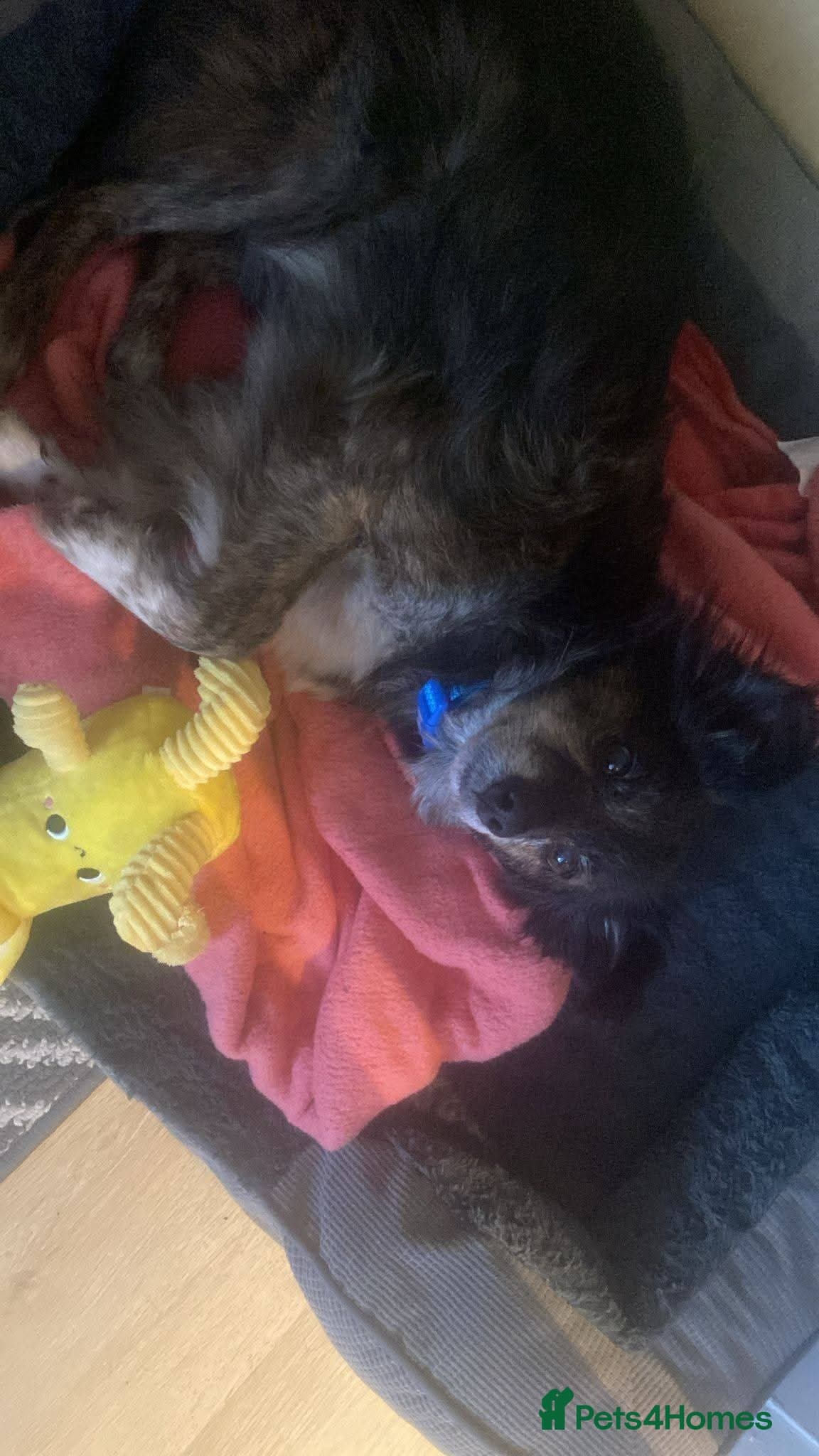 Meet Gizmo, currently residing in Lancashire photo 10