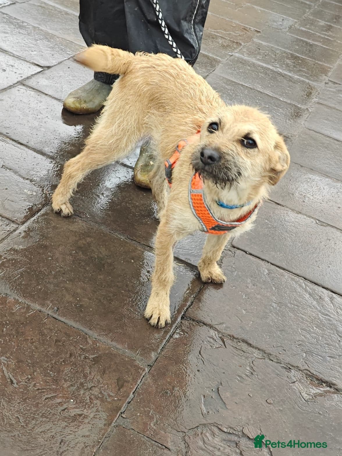 ๏ธ๐ถ bekki photo 20