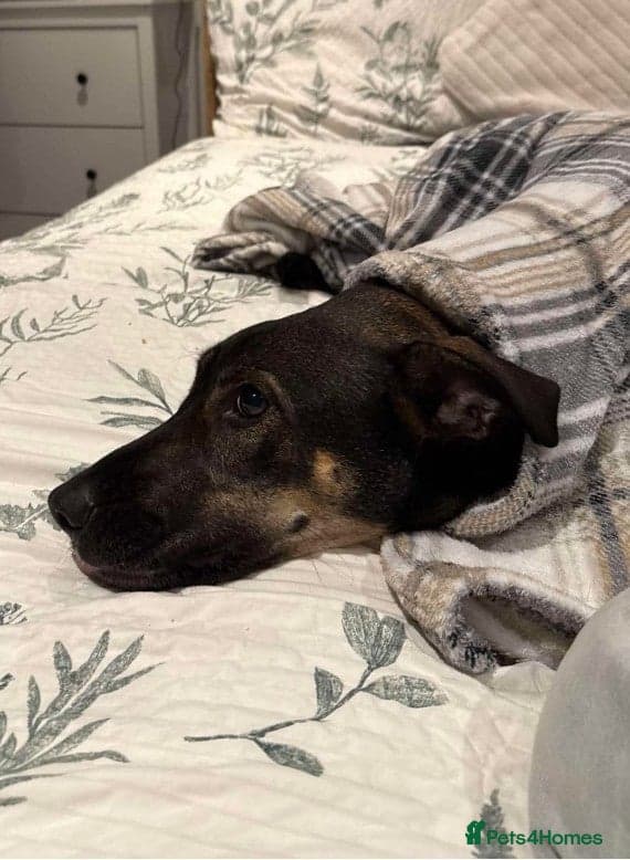 Anthi - in UK Foster (Colchester) photo 9