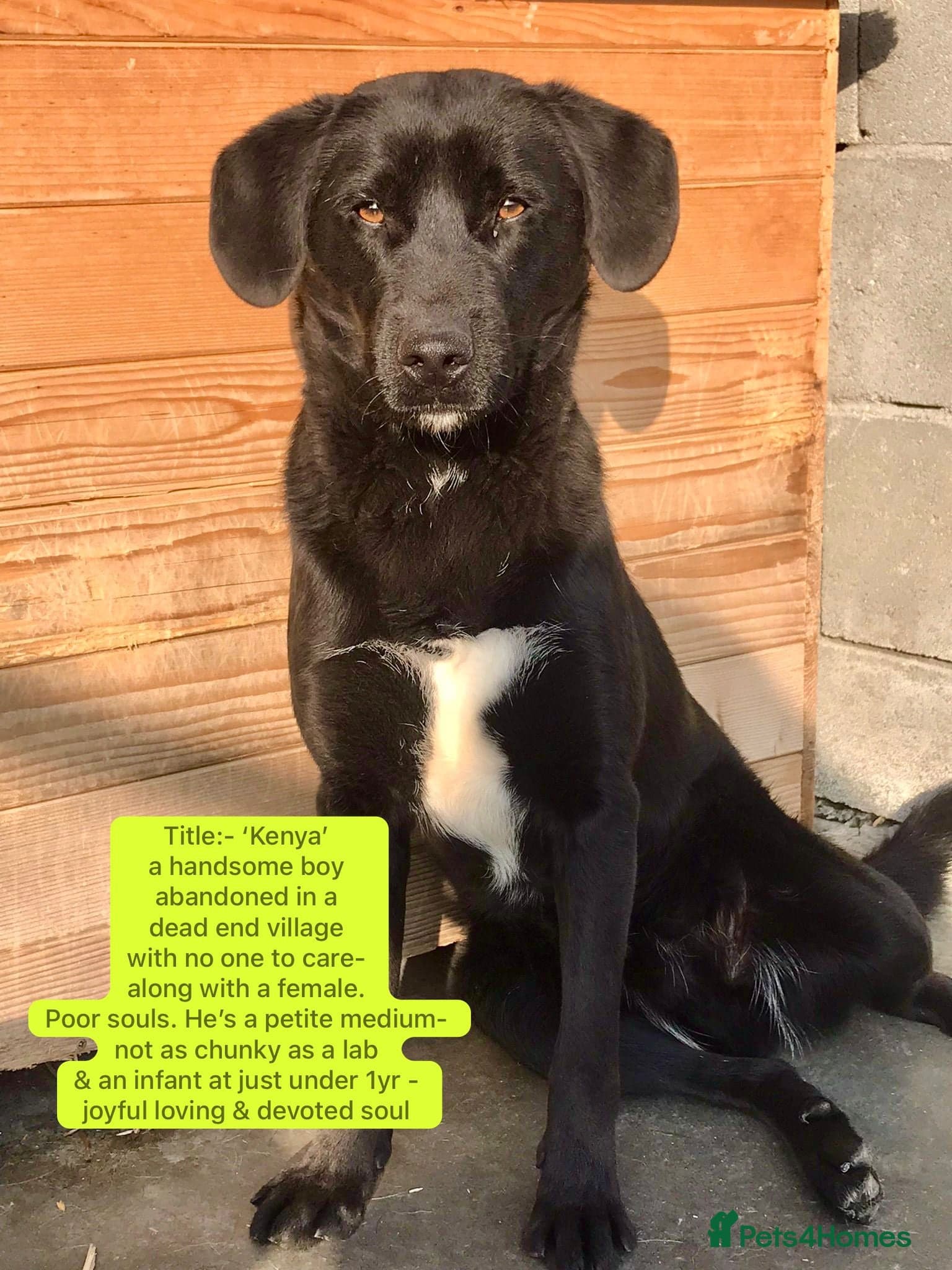 Kenya, 1 yr approx. — Mixed Breed