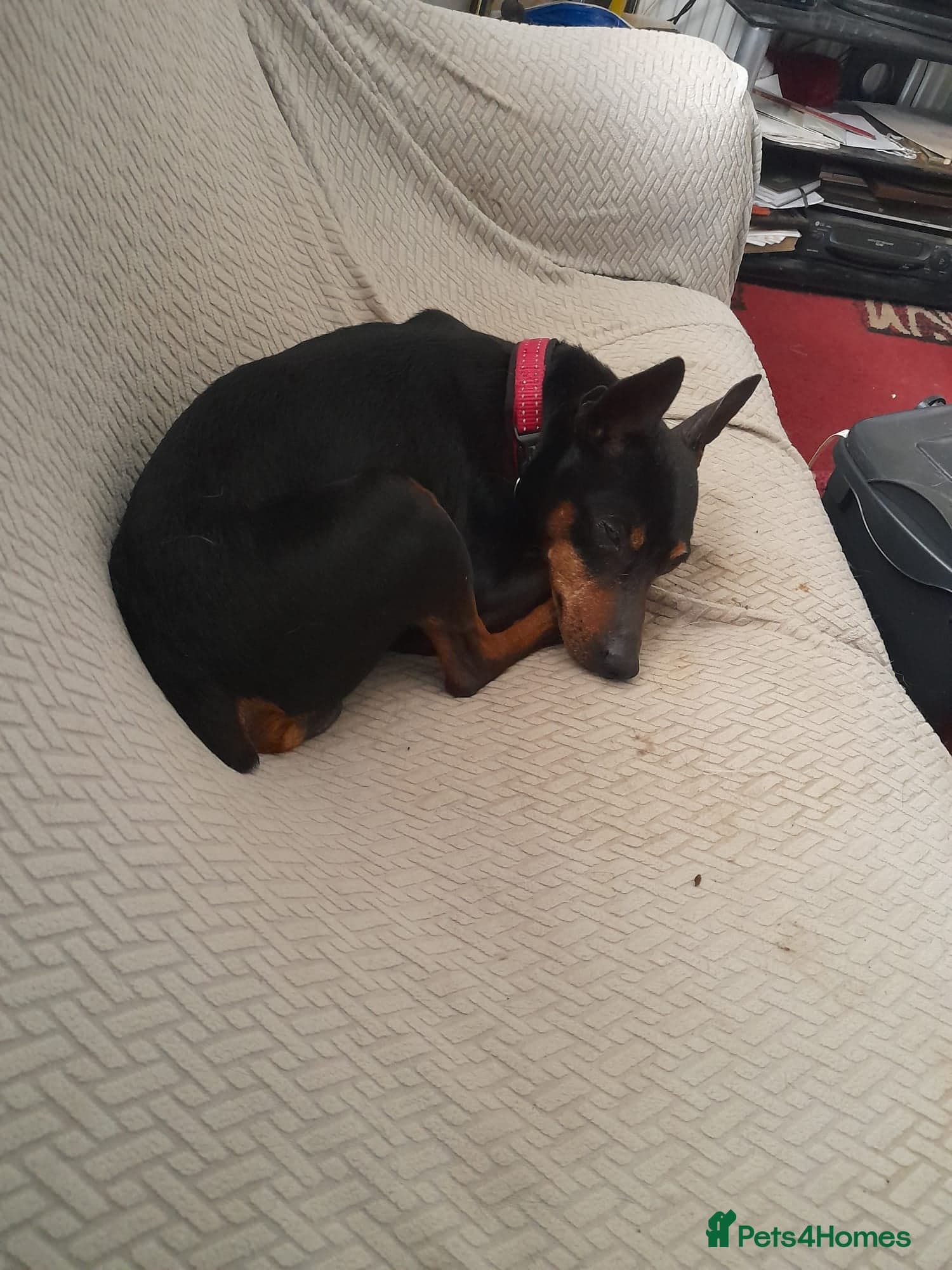 Benetton, a cuddlebug photo 6