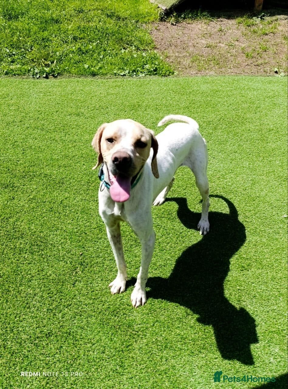 Anjo — Mixed Breed