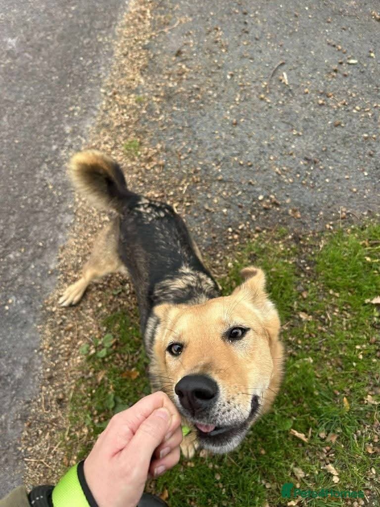 Meet Mabel, currently residing in Lancashire photo 8