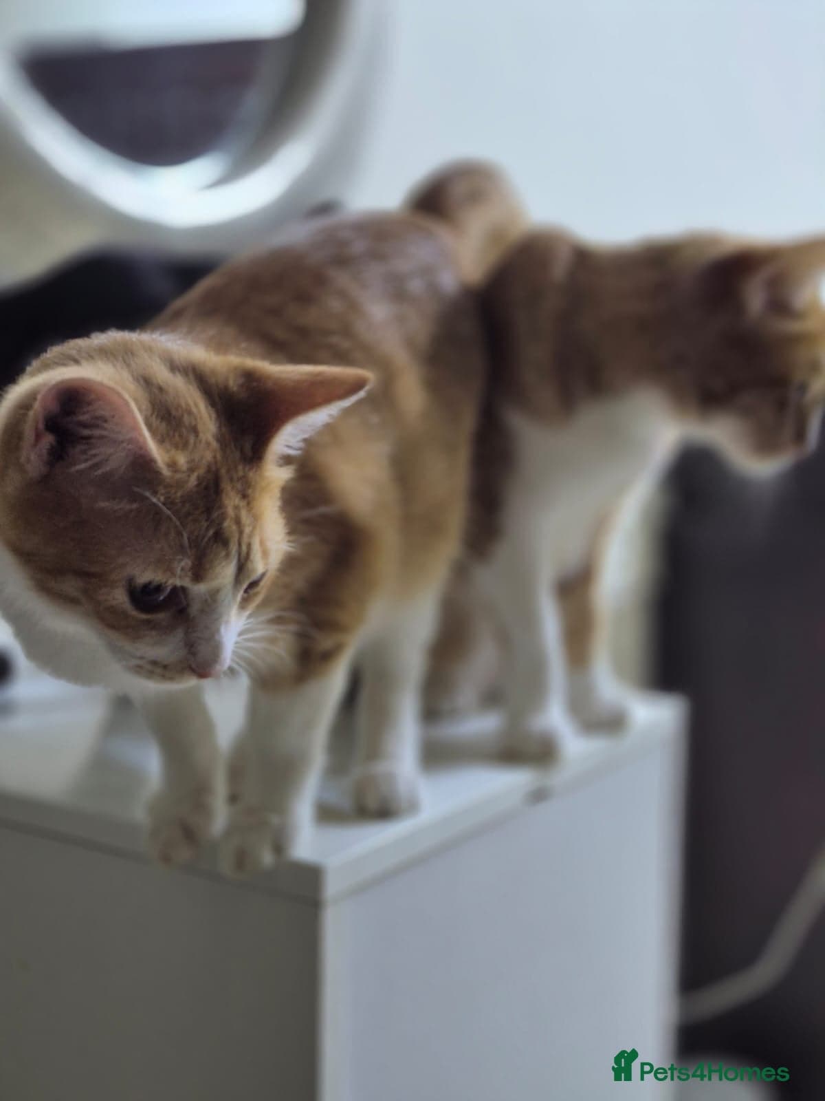 Marigold & Sunflower photo 6