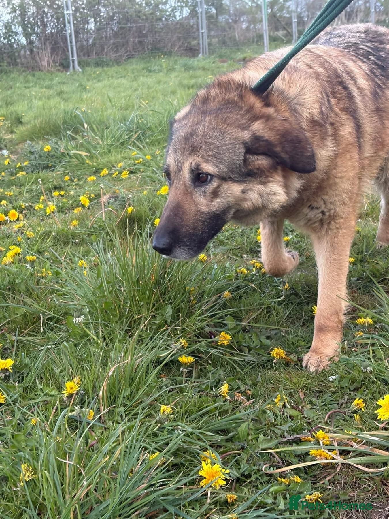 Amanda - Norwich Norfolk photo 6