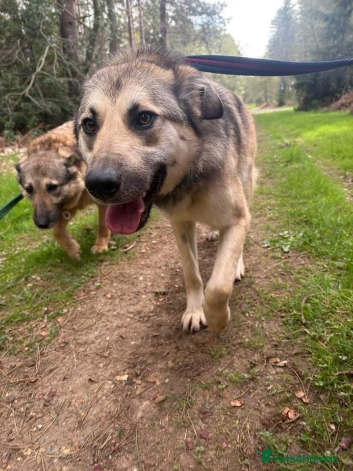 Molly - Norwich Norfolk photo 3