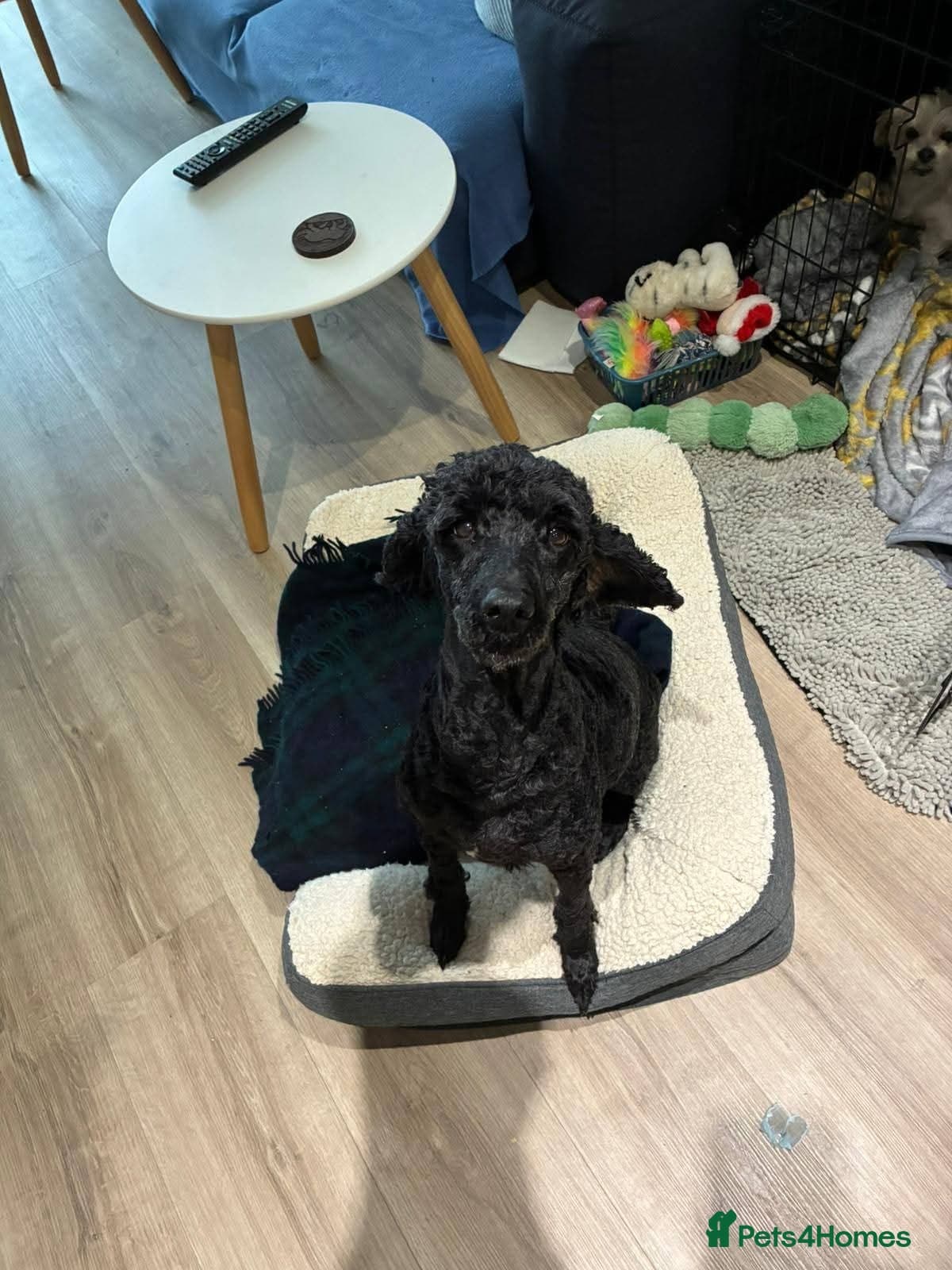 ️🐶 charlie photo 6