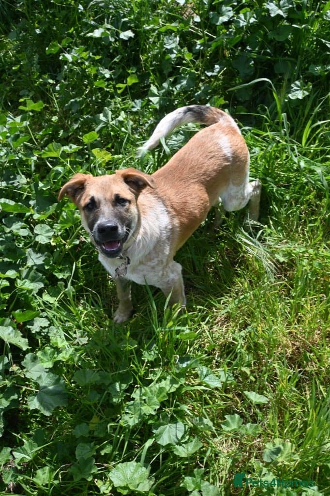 Adorable Atlas 6 month old photo 3