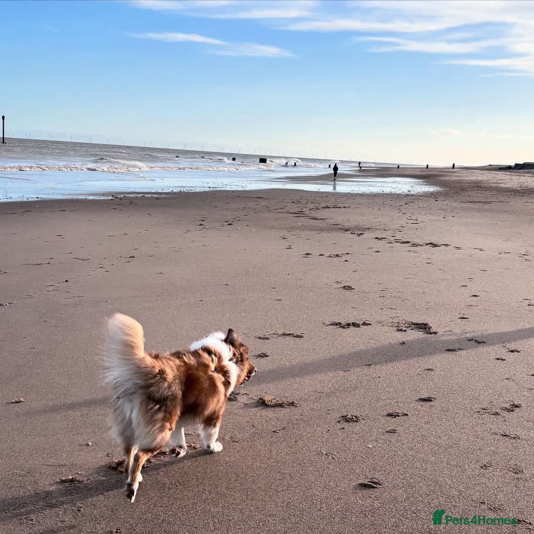 Meet Teddy, currently residing in Lincolnshire — Mixed Breed