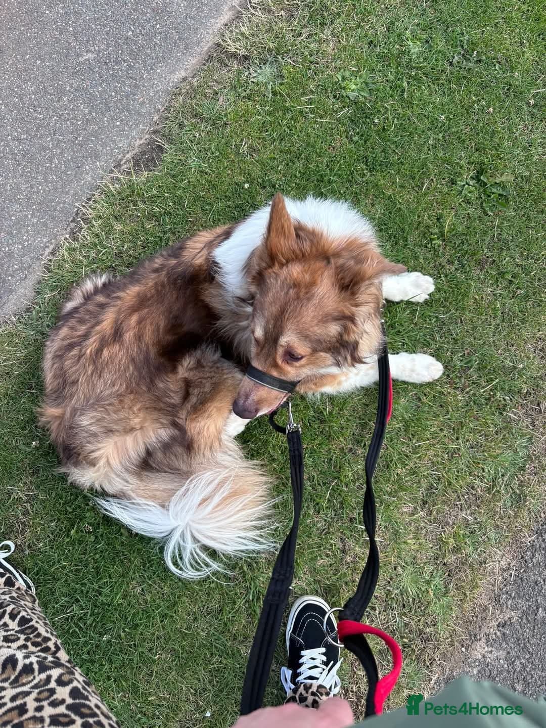 Meet Teddy, currently residing in Lincolnshire photo 10