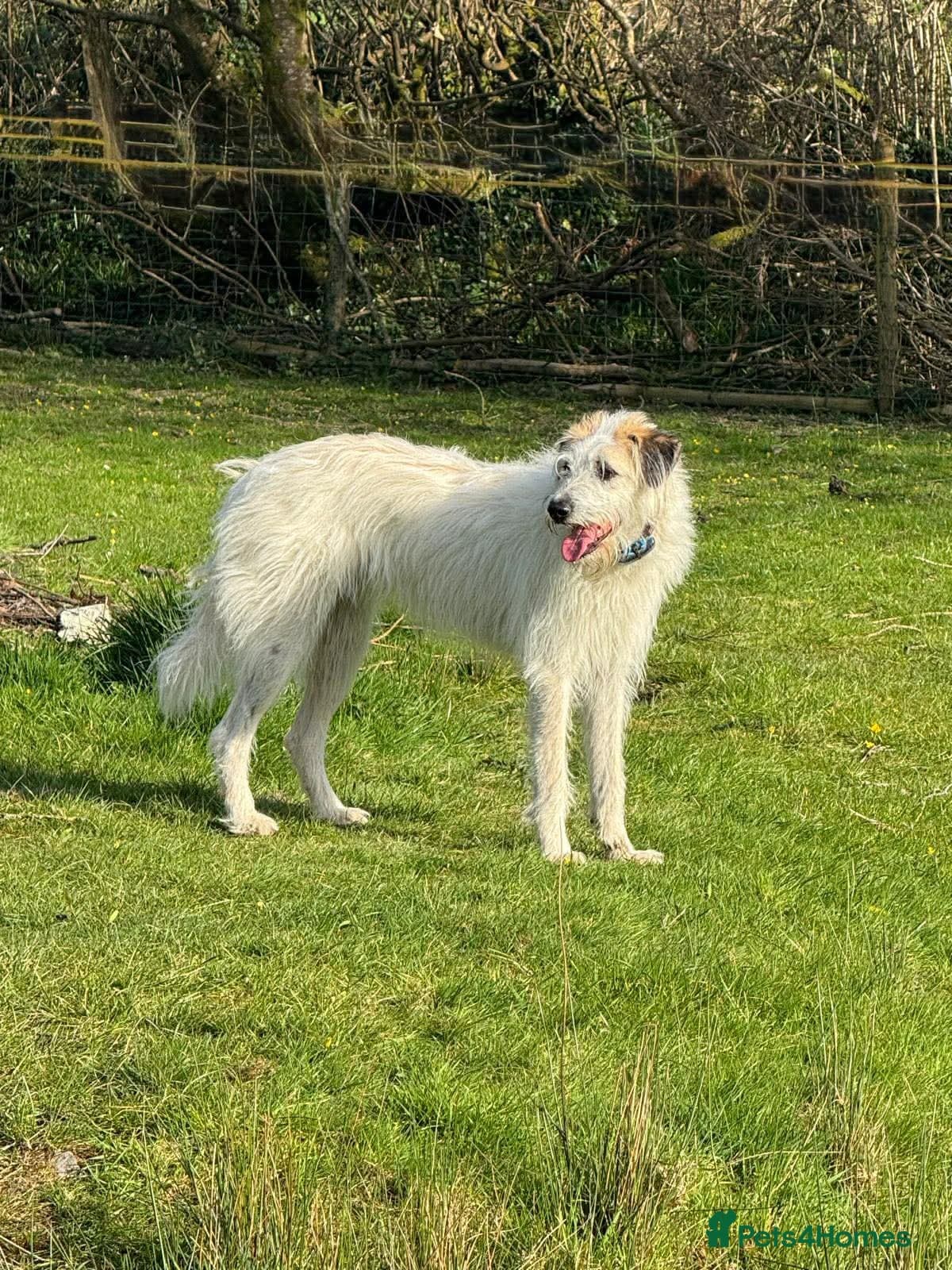 KALLIE- 18 months, loves dogs/playful/active/rural — Mixed Breed