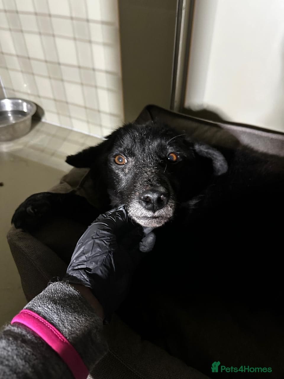 ๏ธ๐ถ tofa photo 35