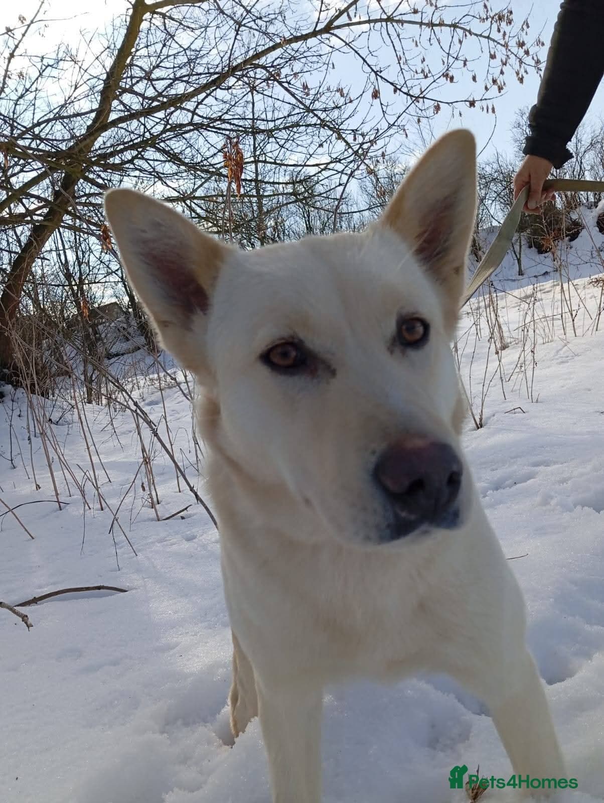 ️🐶 milady photo 15