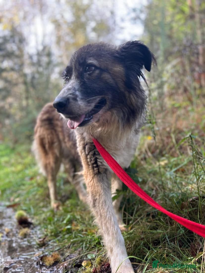 Hilda - Norwich Norfolk photo 37