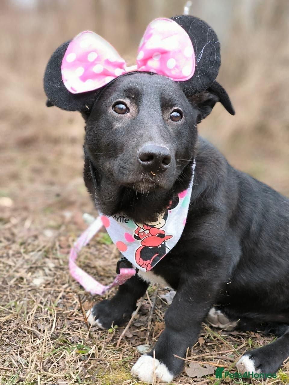 ️🐶 masha photo 8