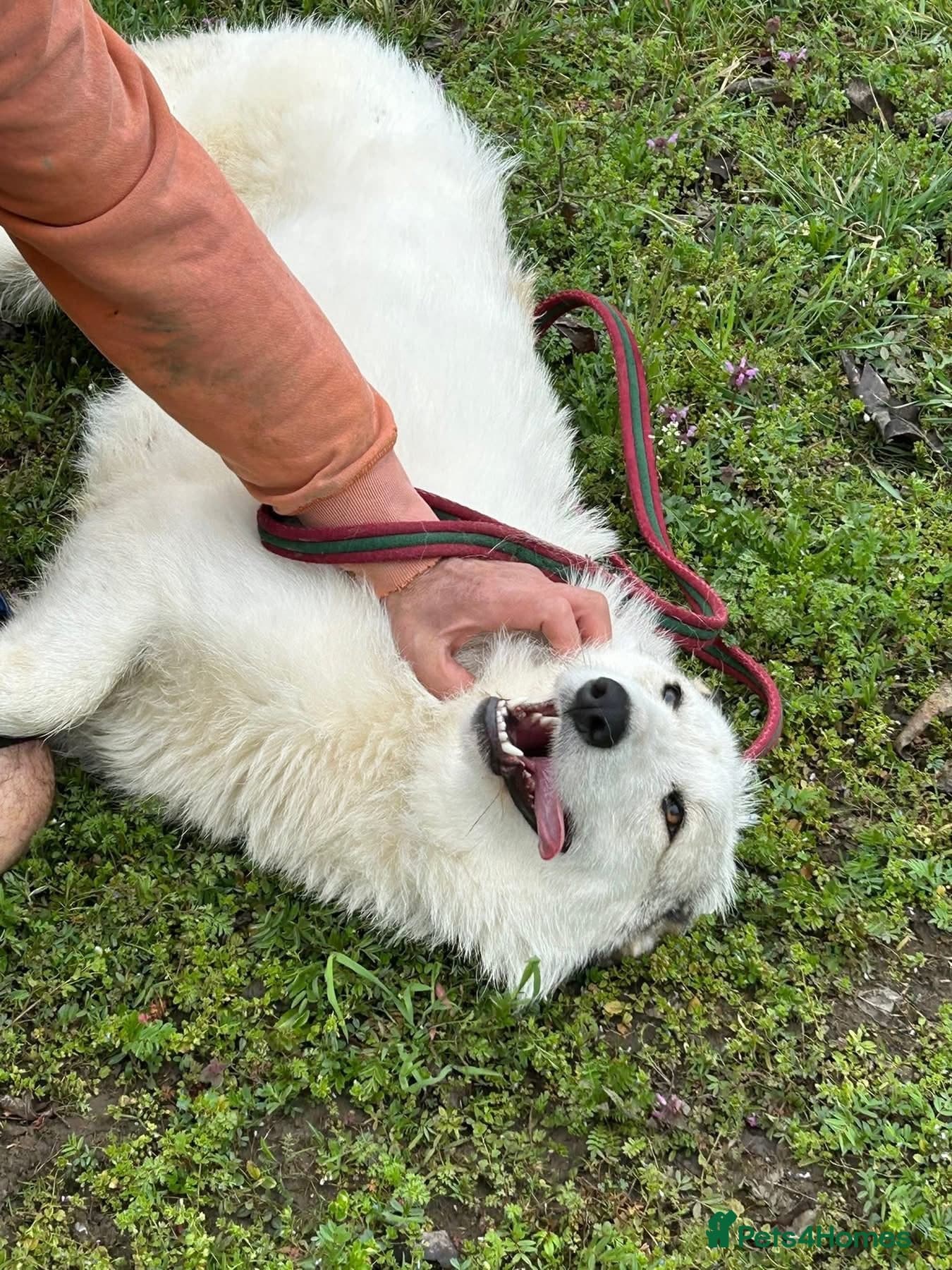 Elena - Marlborough Wiltshire photo 2