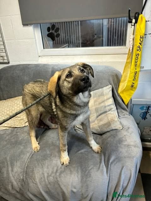 Meet Mars, currently residing in Cheshire photo 6