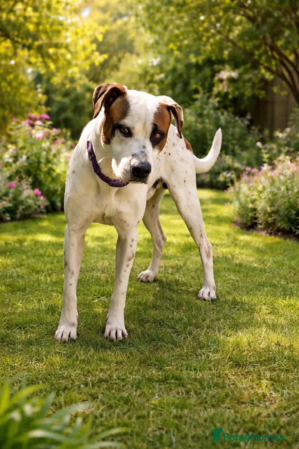 Claudio❤️🚨🐾 photo 2