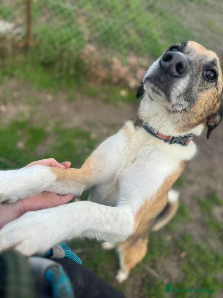 Meet Erol, currently residing in Surrey photo 8