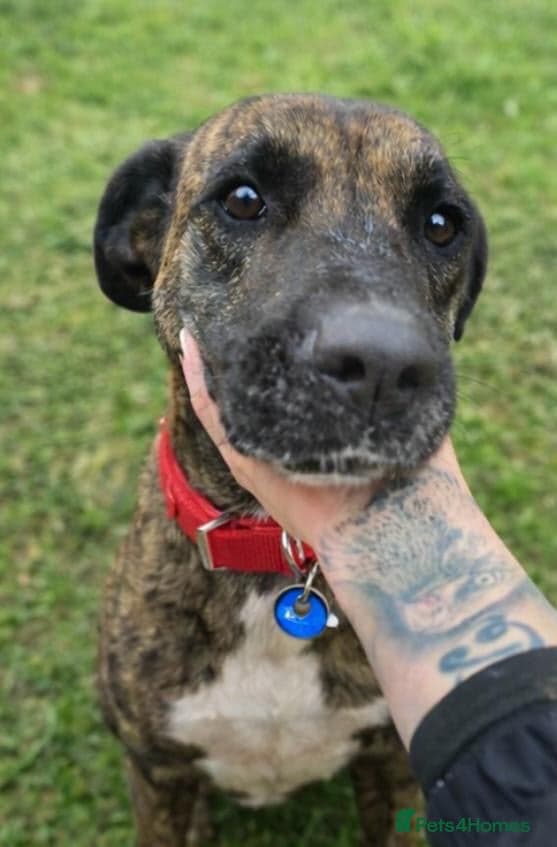 ️🚨URGENT🚨‼️ ALMA🩷🐾 Around 5 years photo 5