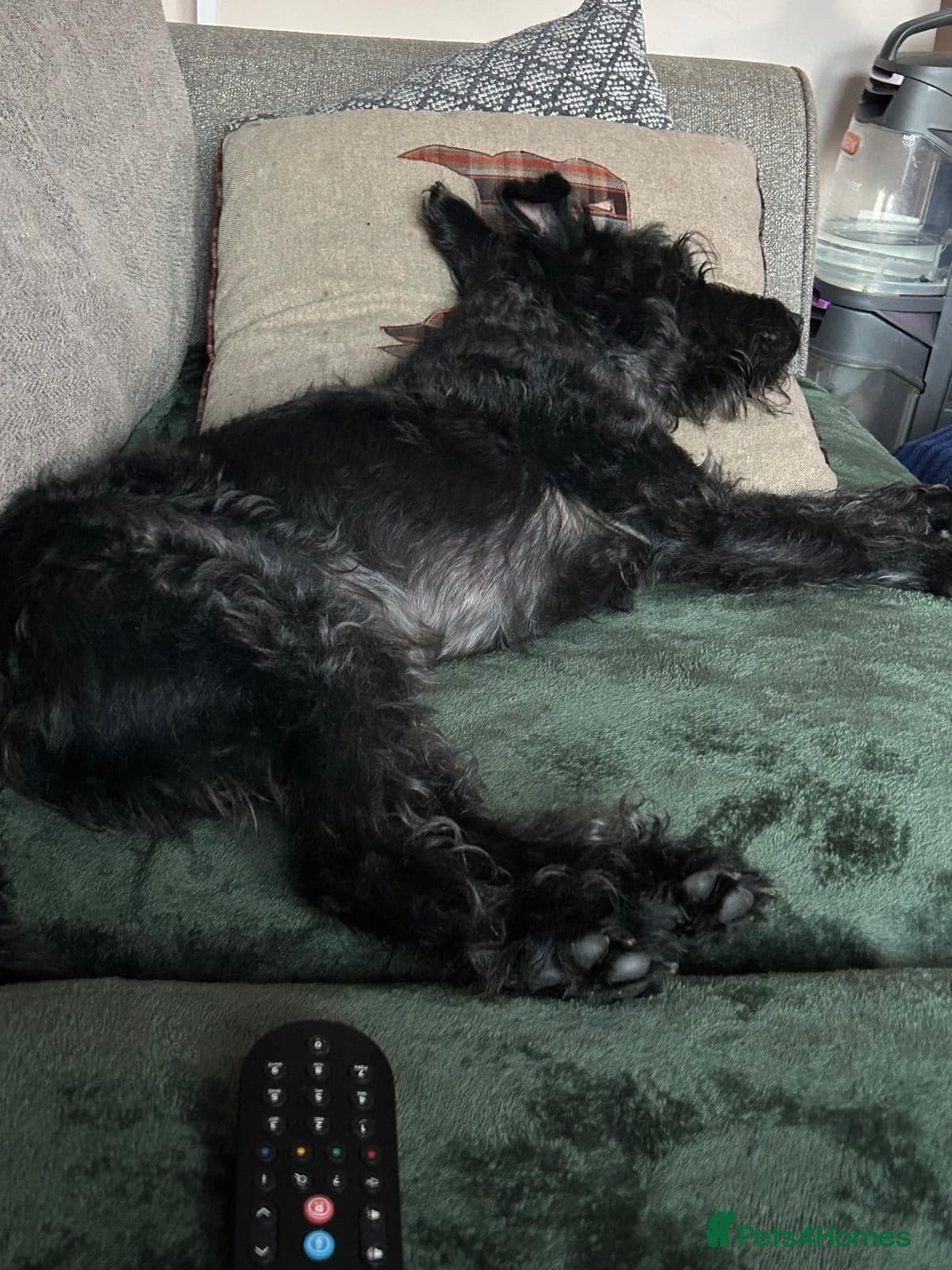 Lovely alfie seeks the quiet life — Mixed Breed