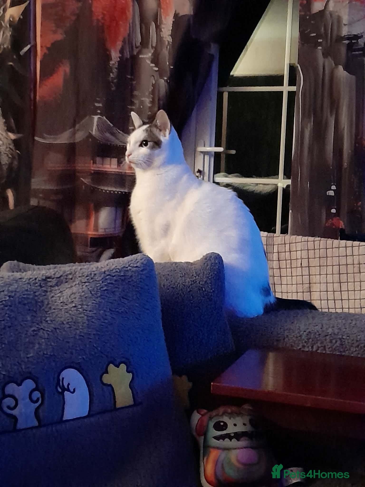 Beautiful Keanu and snow photo 12