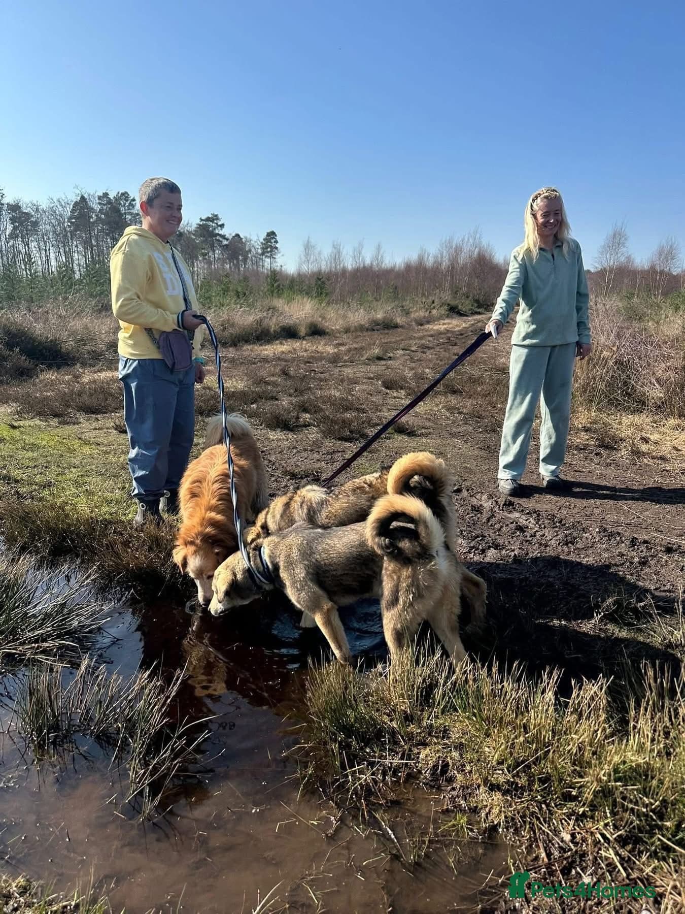 Neddy - Norwich Norfolk photo 10
