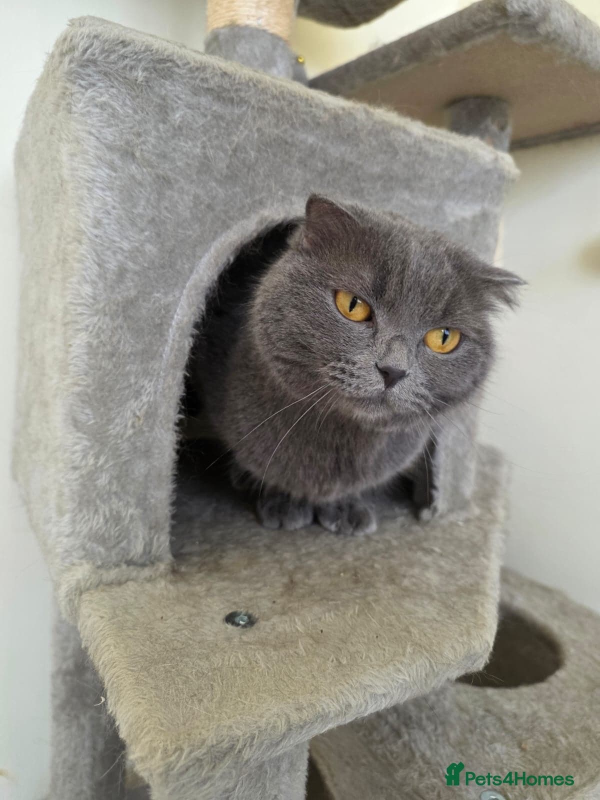 Lady Grey — Domestic Shorthair