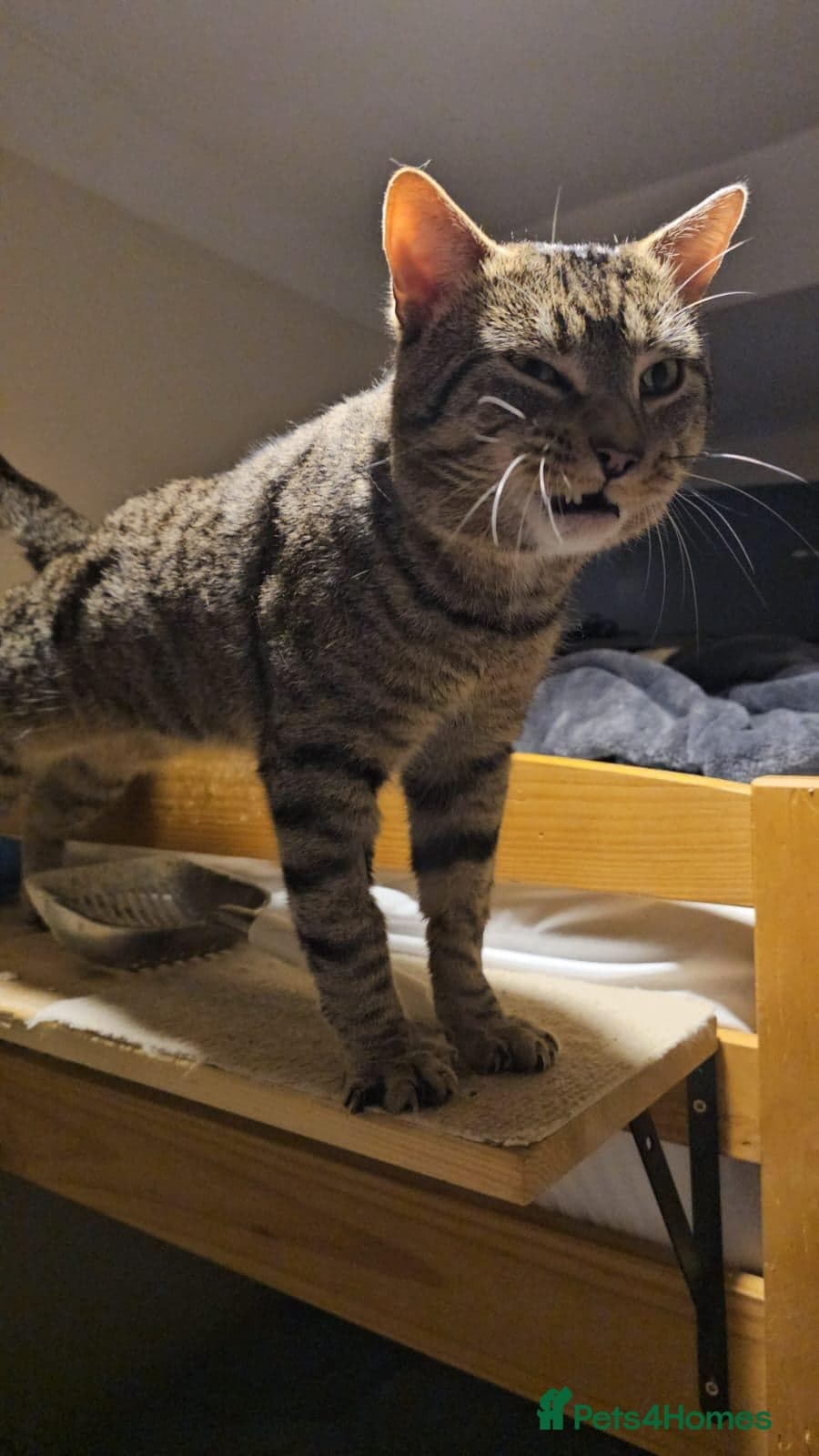 Gentle 10 month rescue MaleCat photo 14